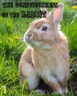 Feature thumb the consciousness of the rabbit part 1