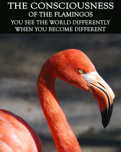 Full you see the world differently when you become different the consciousness of the flamingos