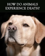 Feature thumb how do animals experience death