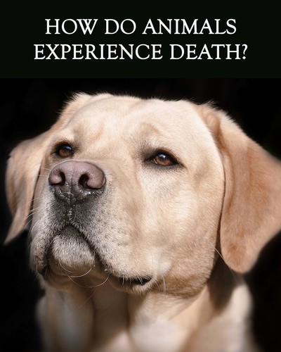 Full how do animals experience death