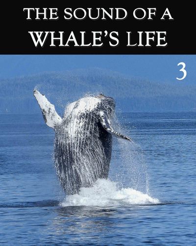 Full the sound of a whale s life part 3