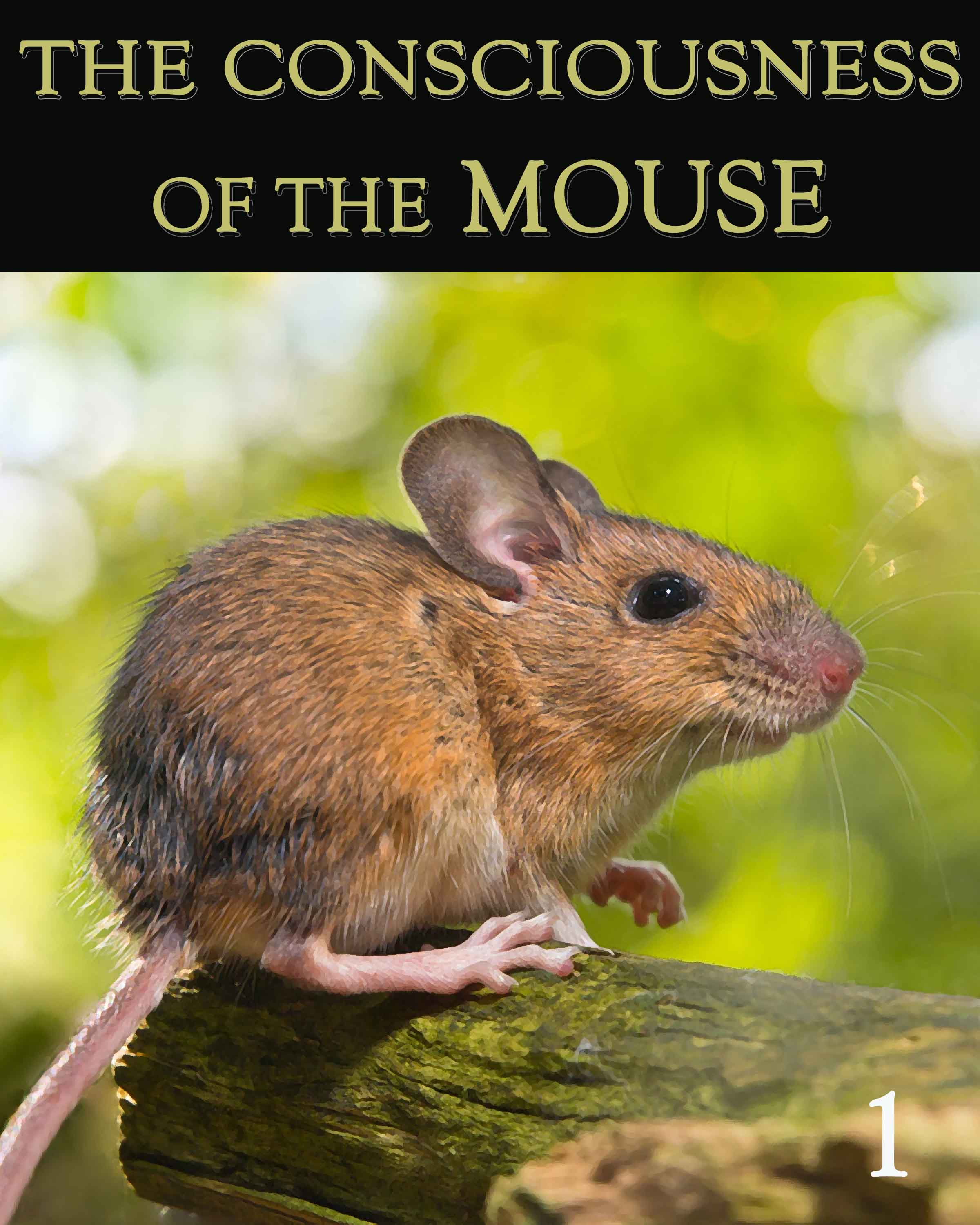 The Consciousness Of The Mouse Part 1 Eqafe
