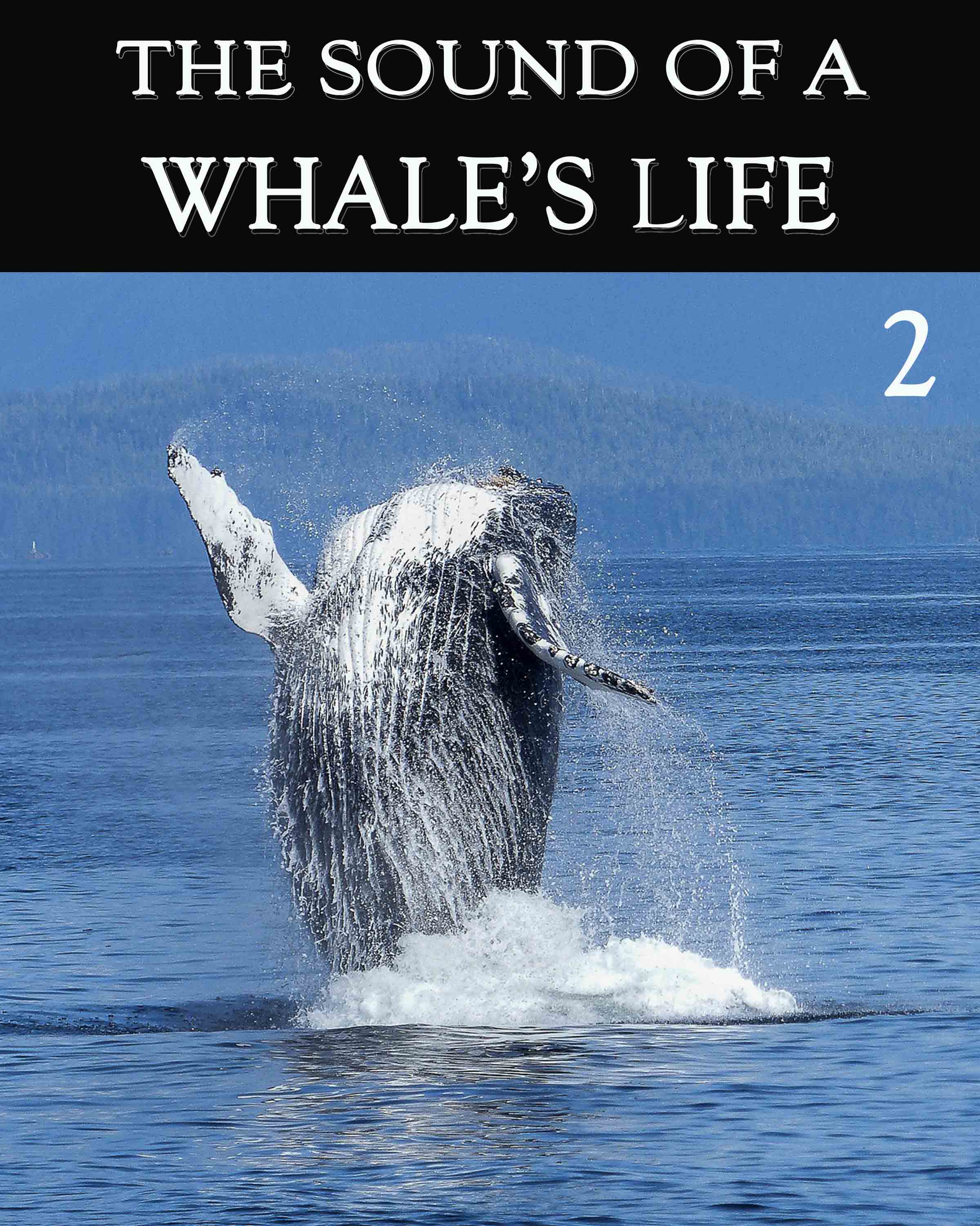 The Sound of A Whale's Life - Part 2 « EQAFE