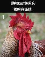Feature thumb the consciousness of the chicken part 1 ch