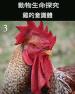 Feature thumb the consciousness of the chicken part 3 ch