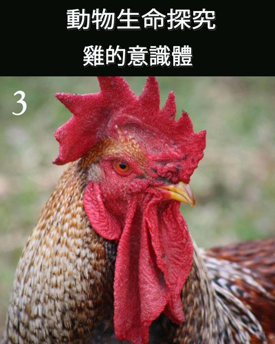 Full the consciousness of the chicken part 3 ch