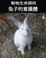 Feature thumb animal s life review consciousness of the bunnies 4 ch