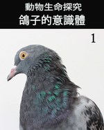 Feature thumb animal s life review consciousness of the pigeon 1 ch