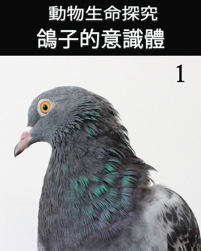 Full animal s life review consciousness of the pigeon 1 ch